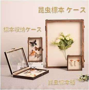 Amazon.co.jp: 昆虫 標本ケース 大型サイズ（45×32×6cm）標本収納