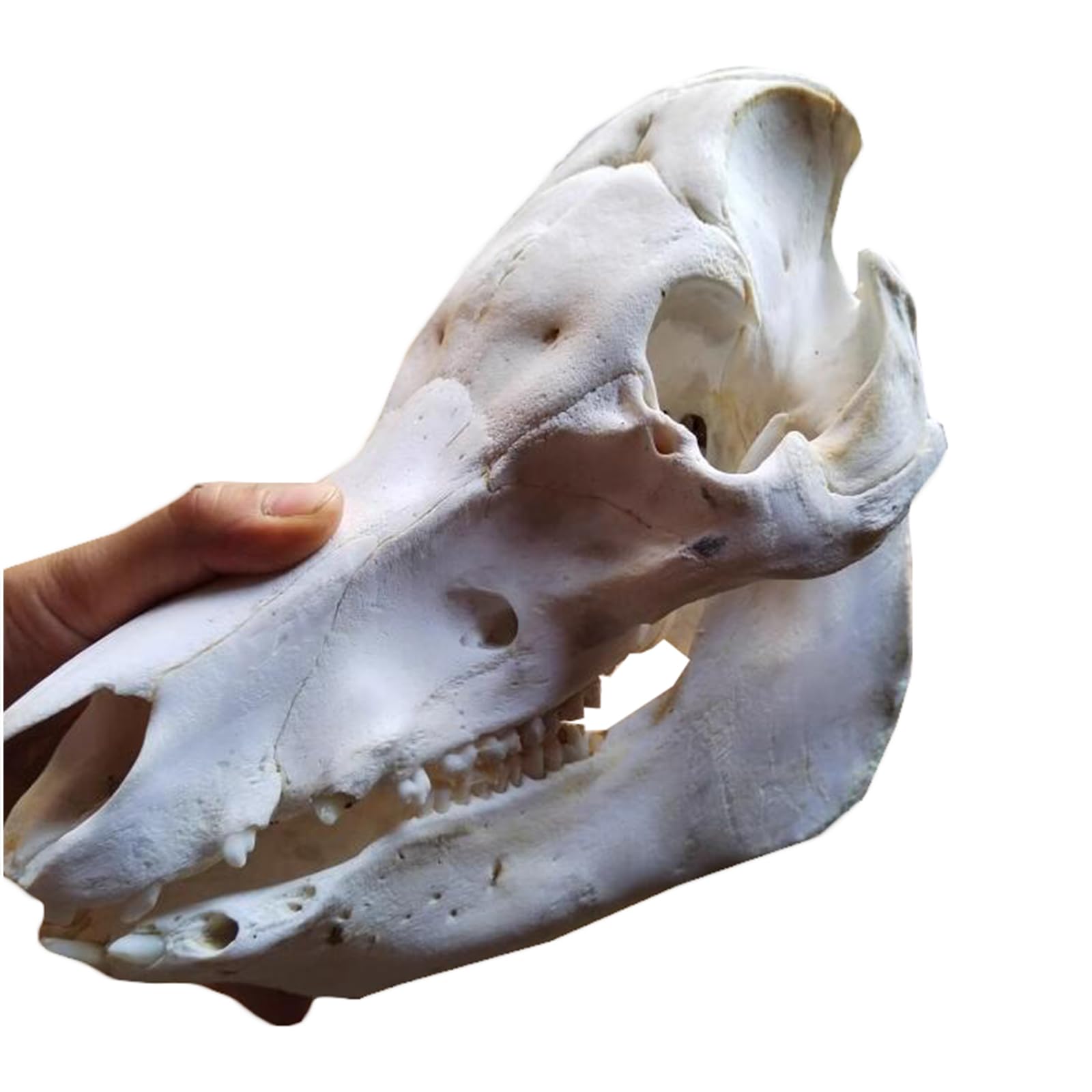 Amazon.co.jp: 本物の豚の頭蓋骨標本剥製ヘビハイ模擬動物頭蓋骨モデル