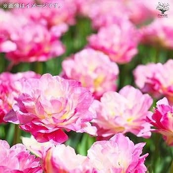 Amazon.co.jp: ITANSE 八重咲きチューリップ