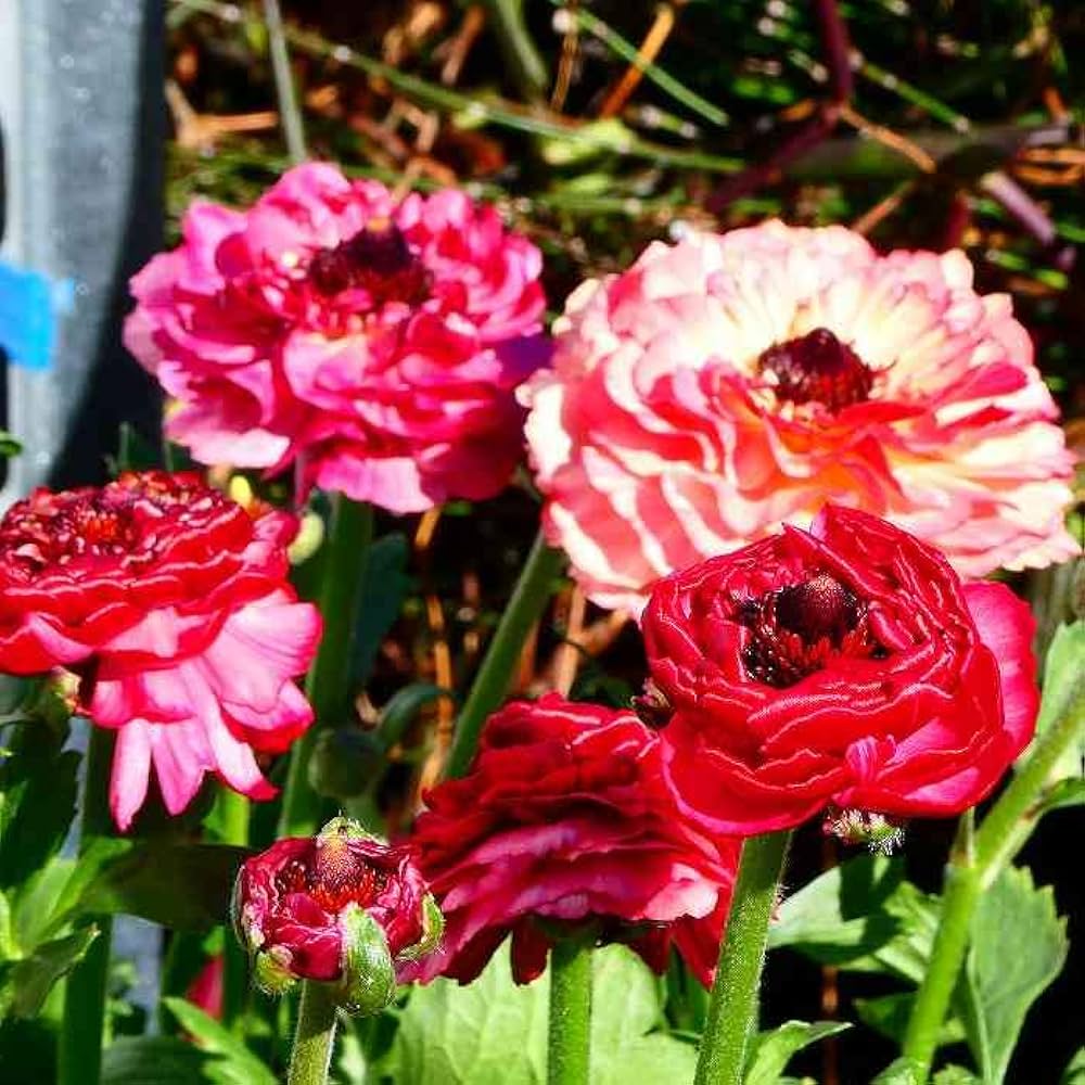 Amazon | ラナンキュラス 苗 イカロス ピンク 3.5号 変わり咲き | 花