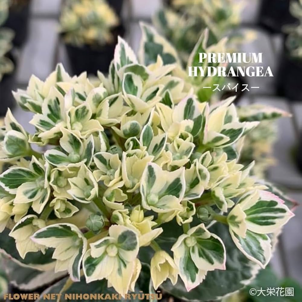 Amazon.co.jp: アジサイ カラフルランジア スパイスno.1 9cmポット