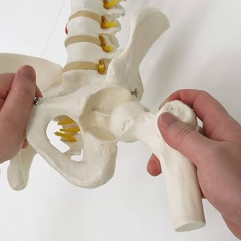 Amazon.co.jp: 脊柱模型 - 脊柱可動型モデル，大腿骨付 - 3B