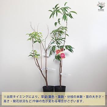 61hGFLiU89L._AC_UF350,