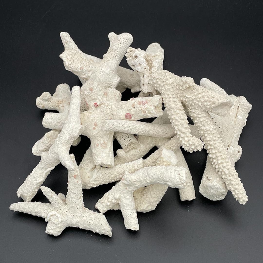 Amazon | パラオ産 サンゴ砂 パラワンサンド 【3Lサイズ 100g