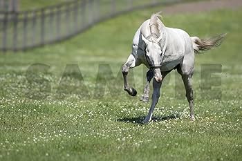 ゴールドシップ写真集 駿夏秋冬 | 競馬王編集部 |本 | 通販 | Amazon