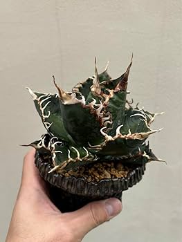 Amazon.co.jp: アガベ チタノタ 悪魔くん スーパーチタノタ BAKEMONO