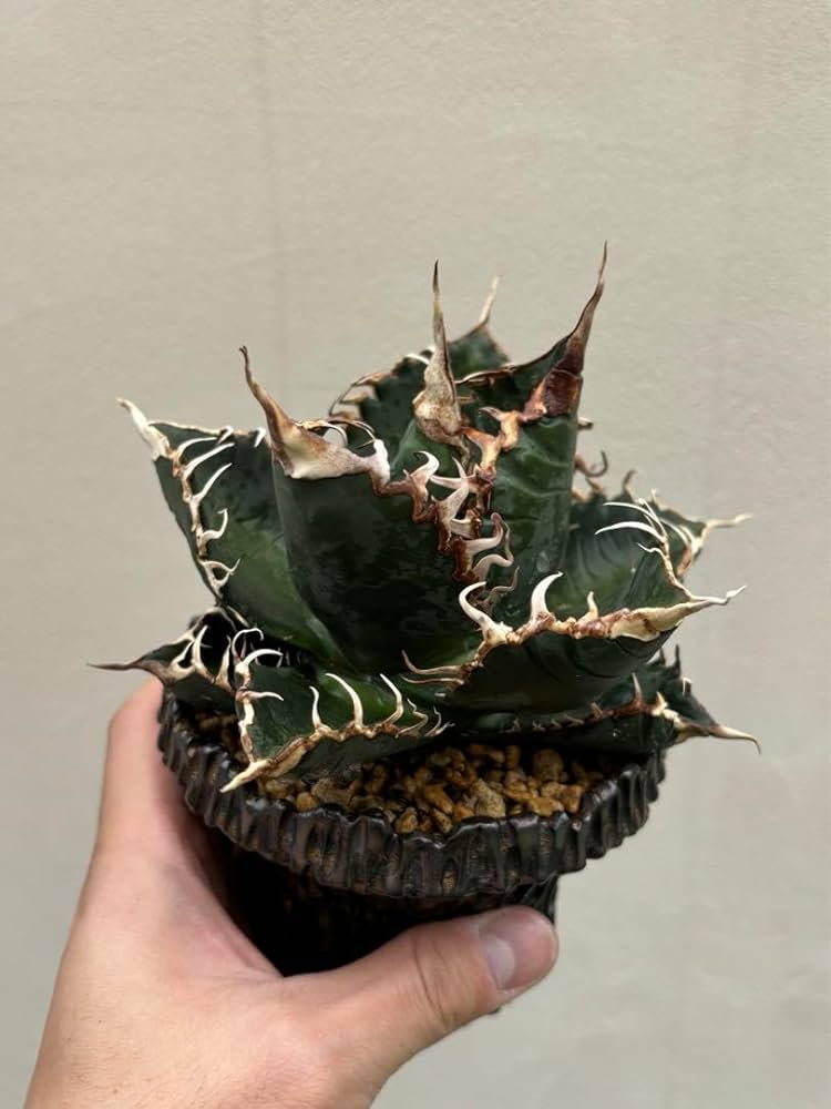 Amazon.co.jp: アガベ チタノタ 悪魔くん スーパーチタノタ BAKEMONO