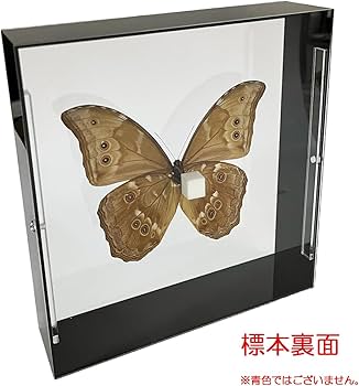 ☆yamame23☆モルフォ蝶標本 ディディウス・メネラウスМ2♀セット 蝶