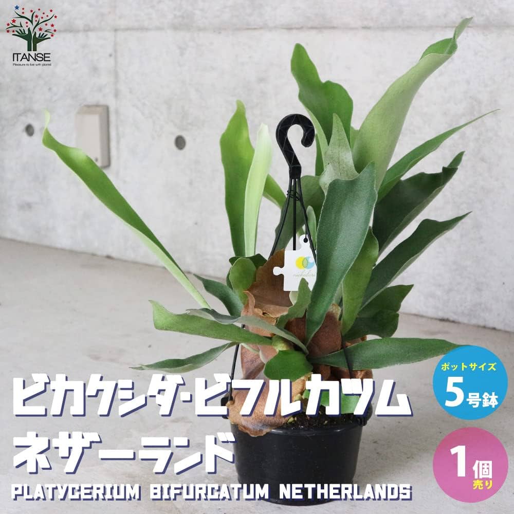 Amazon｜ビカクシダ・ビフルカツム・ネザーランド観葉植物 吊り鉢 5号