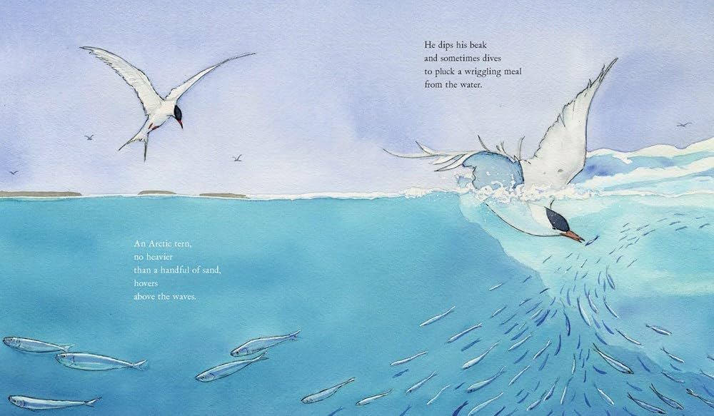 洋書 The Voyage of the Arctic Tern 洋書 The Voyage of the Arctic