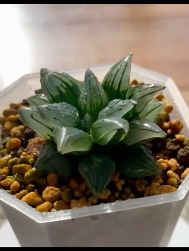 Amazon｜アトロフスカミュータント 多肉植物 観葉植物 ハオルチア