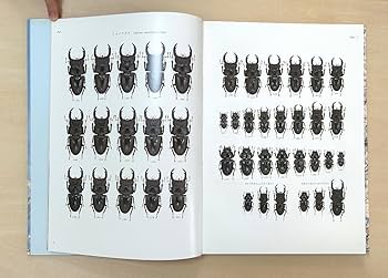 Amazon.co.jp: 日本産クワガタムシ大図鑑 The Lucanid Beetles of Ja