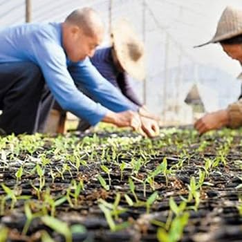 Amazon.co.jp: 10Pcs 32Holes / 50Holes / 128Holes苗ポットPP苗トレイ