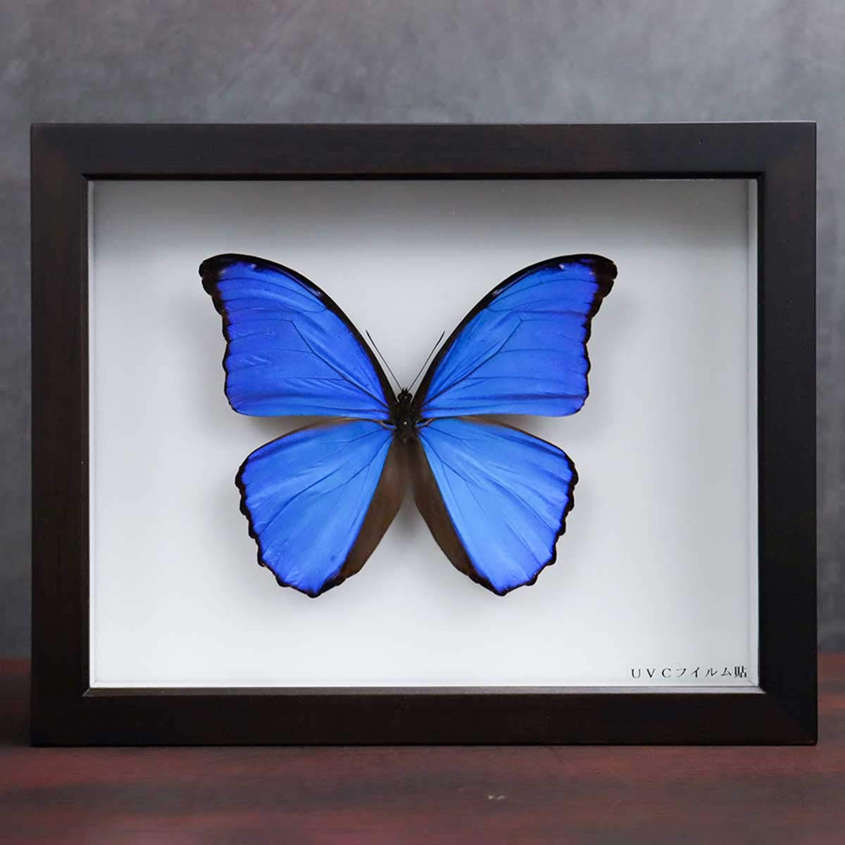 Amazon.co.jp: 昆虫標本箱（ドイツ箱）昭和55年からの実績 ドイツ箱