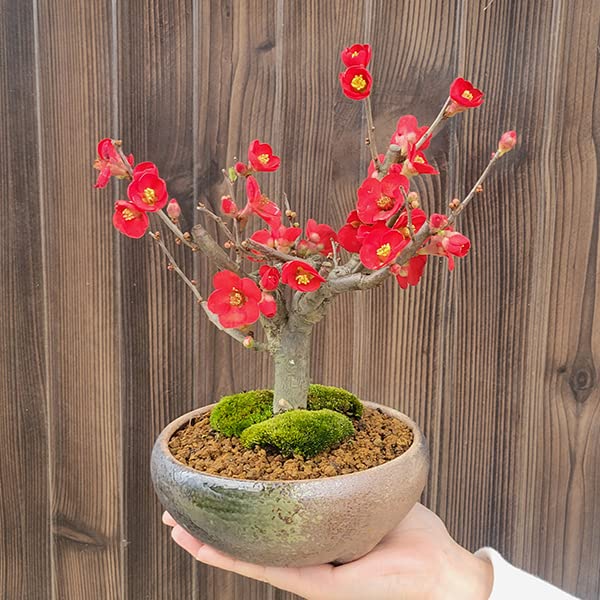 Amazon | 小品盆栽：木瓜の花 (瀬戸焼三彩鉢)*放春花ボケbonsai (黒潮