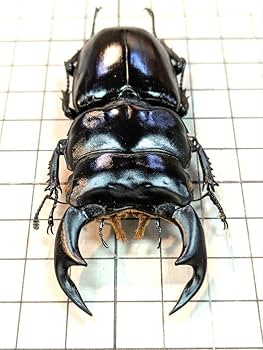 Amazon.co.jp: インドアンタエウス 81.6㎜ ラベル付 標本 アンタエウス