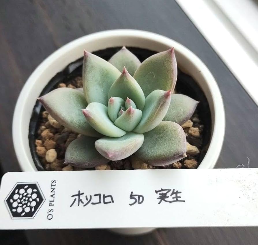 Amazon.co.jp: 635多肉 ホリコロ 50 実生 O?sプランツさん ポットごと