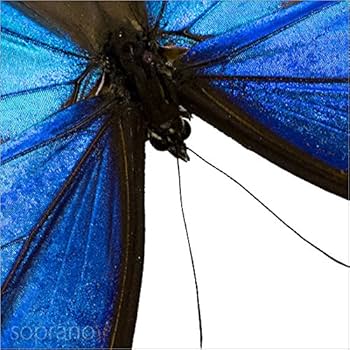 Amazon.co.jp: 蝶の標本 ディディウスモルフォ Morpho didius モルフォ