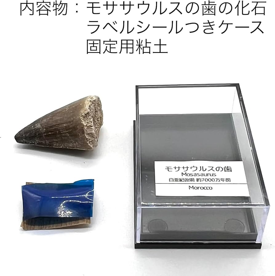 Amazon | つくしサイエンス モササウルスの歯 約25mm 化石 標本ケース