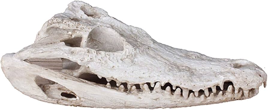 Amazon.co.jp: クロコダイルの頭蓋骨 リアル ワニの頭の模型 樹脂製