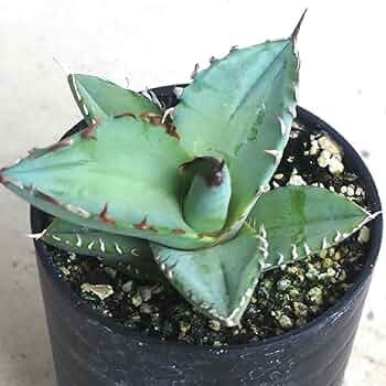 61sDPDWbdEL._AC_UF350,