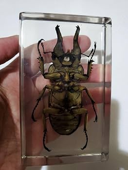 Amazon.co.jp: オウゴンオニクワガタ樹脂標本 : 文房具・オフィス用品