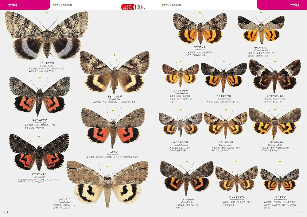 Amazon.co.jp: 日本の蛾 : 岸田泰則: Japanese Books