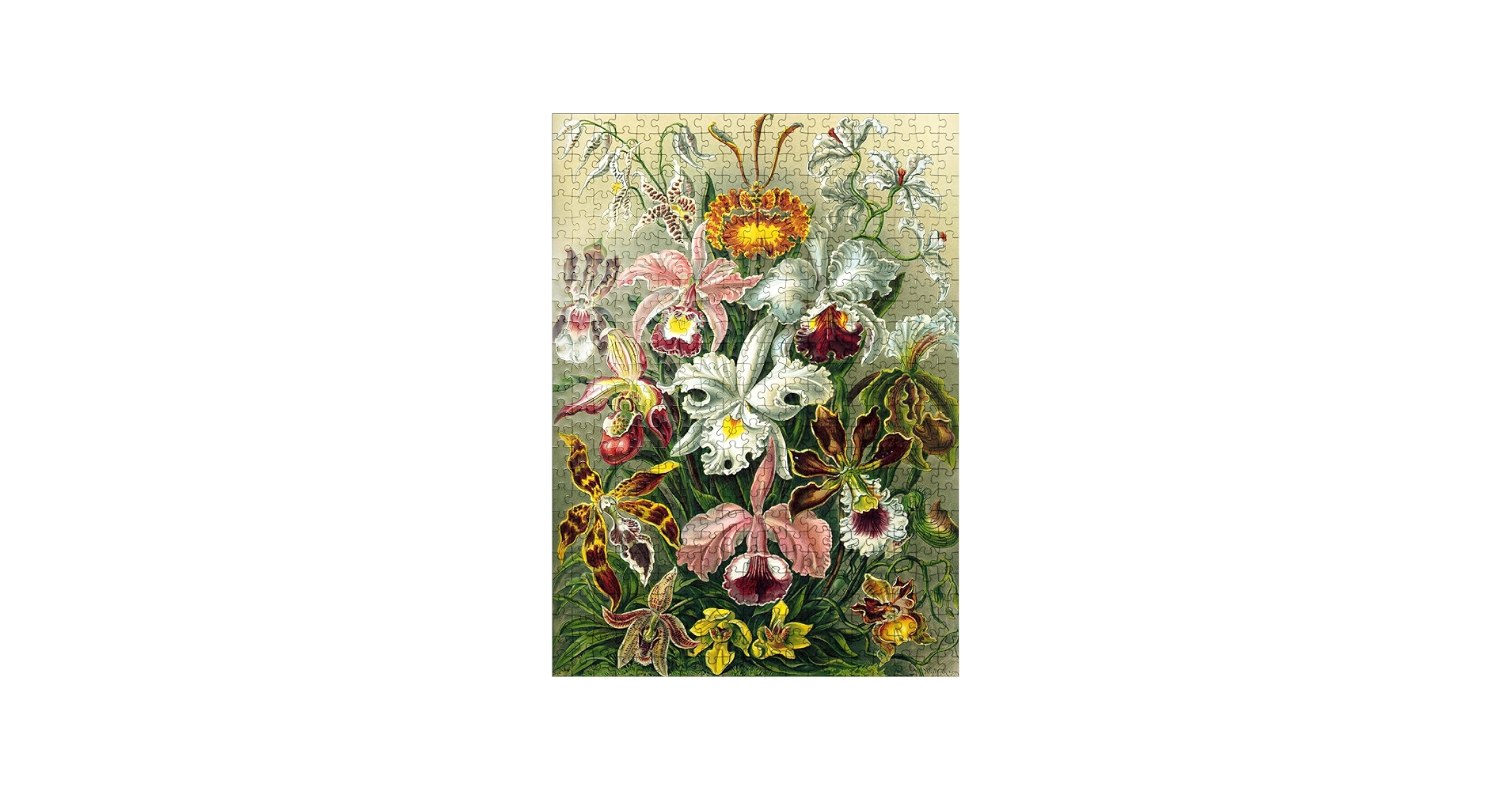 Amazon.com: MyPuzzle Orchid - Nature Art Forms, Vintage Art Poster