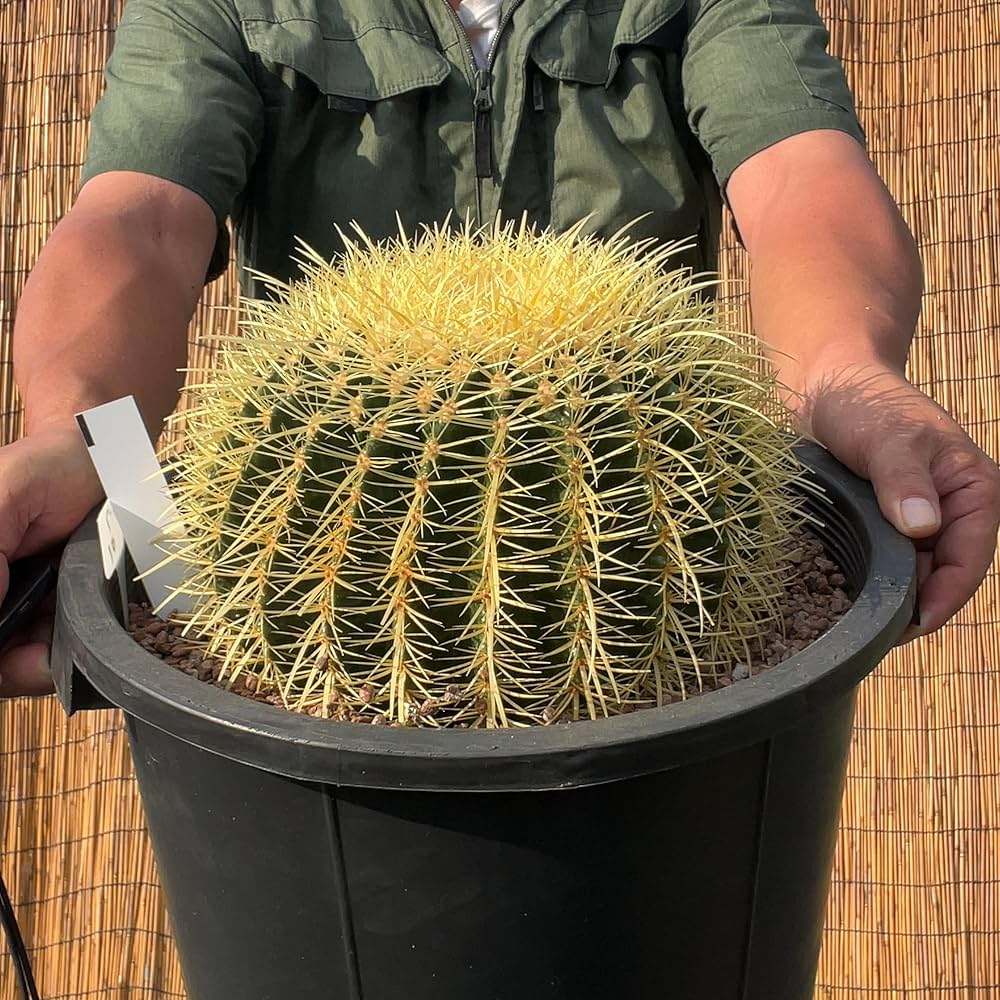 Amazon｜【鉢ごと発送】サボテンの王様！金色サボテン/金鯱