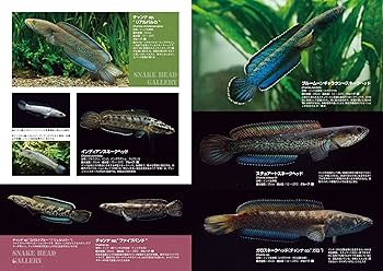 月刊アクアライフ 2018年 03 月号 スネークヘッドの世界 |本 | 通販