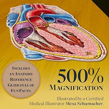 Amazon | リビングストン博士の人間の心臓の解剖学パズル - 心臓