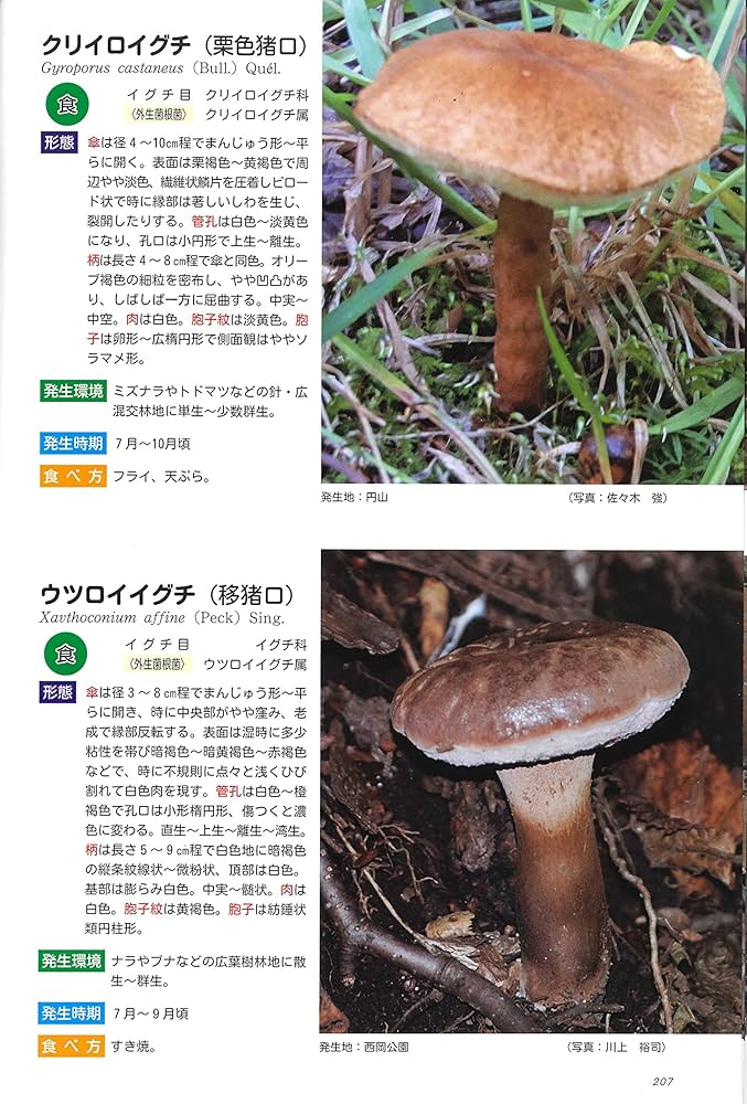 藻岩山の森林と関わるきのこたち＆札幌近郊林のきのこ | 中田洋子