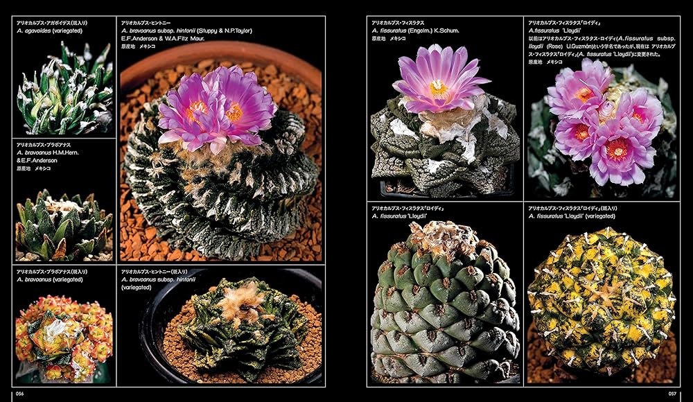 Amazon.co.jp: サボテン全書 All about CACTUS : パワポン・スパナン