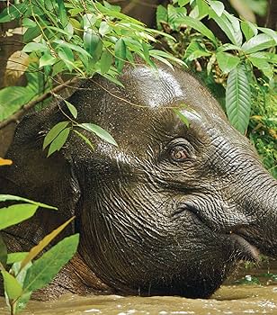 Amazon.com: A Visual Celebration of Borneo's Wildlife: [All