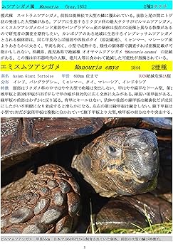 世界のカメ 潜頸亜目 I リクガメ科 | 加藤進, 加藤進 |本 | 通販 | Amazon