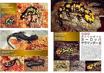ビバリウムガイド No.105 2024年 6月号 飼育器具ってどう選ぶ？はじめ