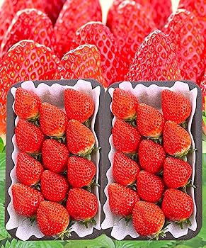 Amazon.co.jp: 【 極・最高級いちご 】高糖度:約15度「さぬき姫」に