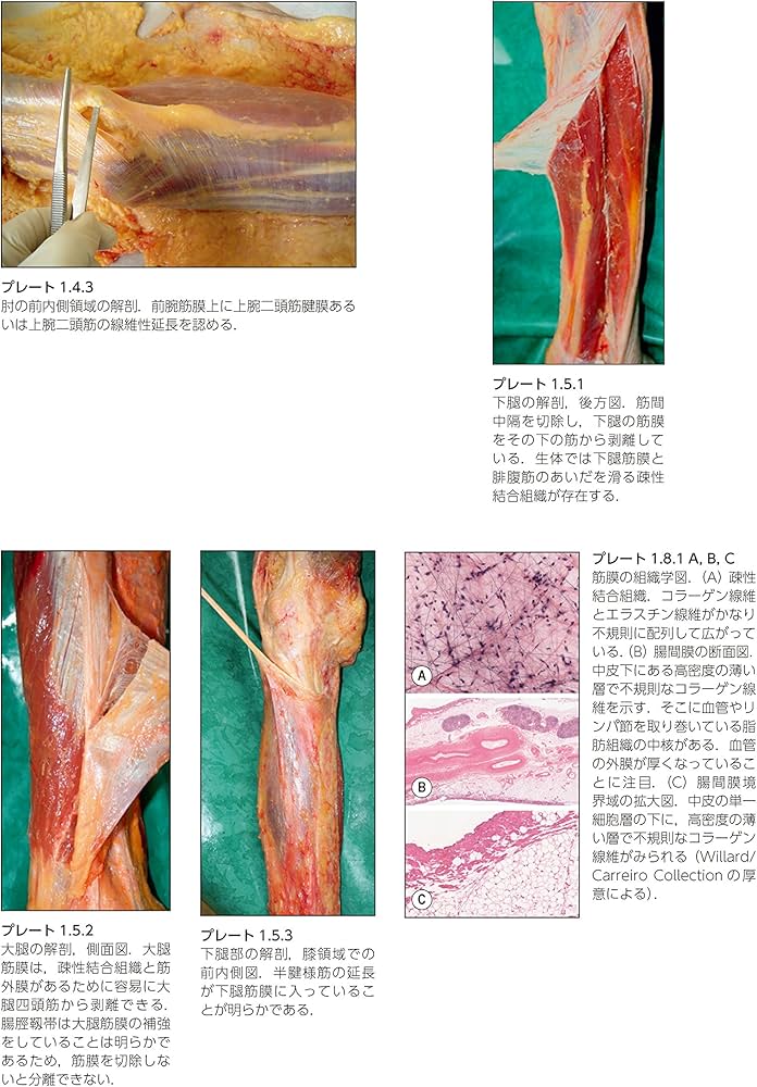 人体の張力ネットワーク 膜・筋膜―最新知見と治療アプローチ | Robert