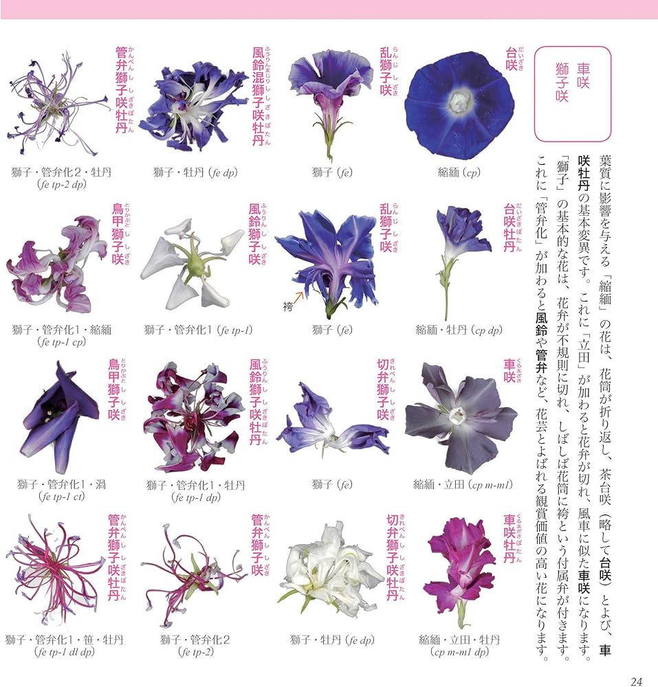 変化朝顔図鑑: アサガオとは思えない珍花奇葉の世界 | 仁田坂 英二 |本