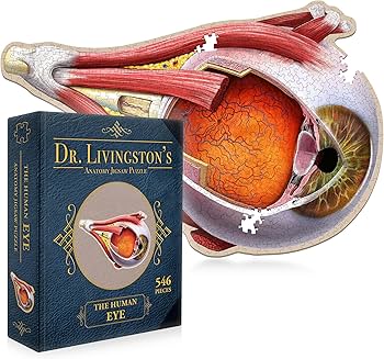 Amazon.com: Dr Livingston's Human Anatomy Organ Puzzle Bundle
