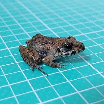 冷凍カエル【M・100匹】餌用カエル 約3〜4cm ヌマガエル 餌 自家繁殖