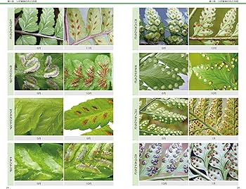 シダ識別入門図鑑 | 谷城勝弘, 村田威夫, 木村研一 |本 | 通販 | Amazon