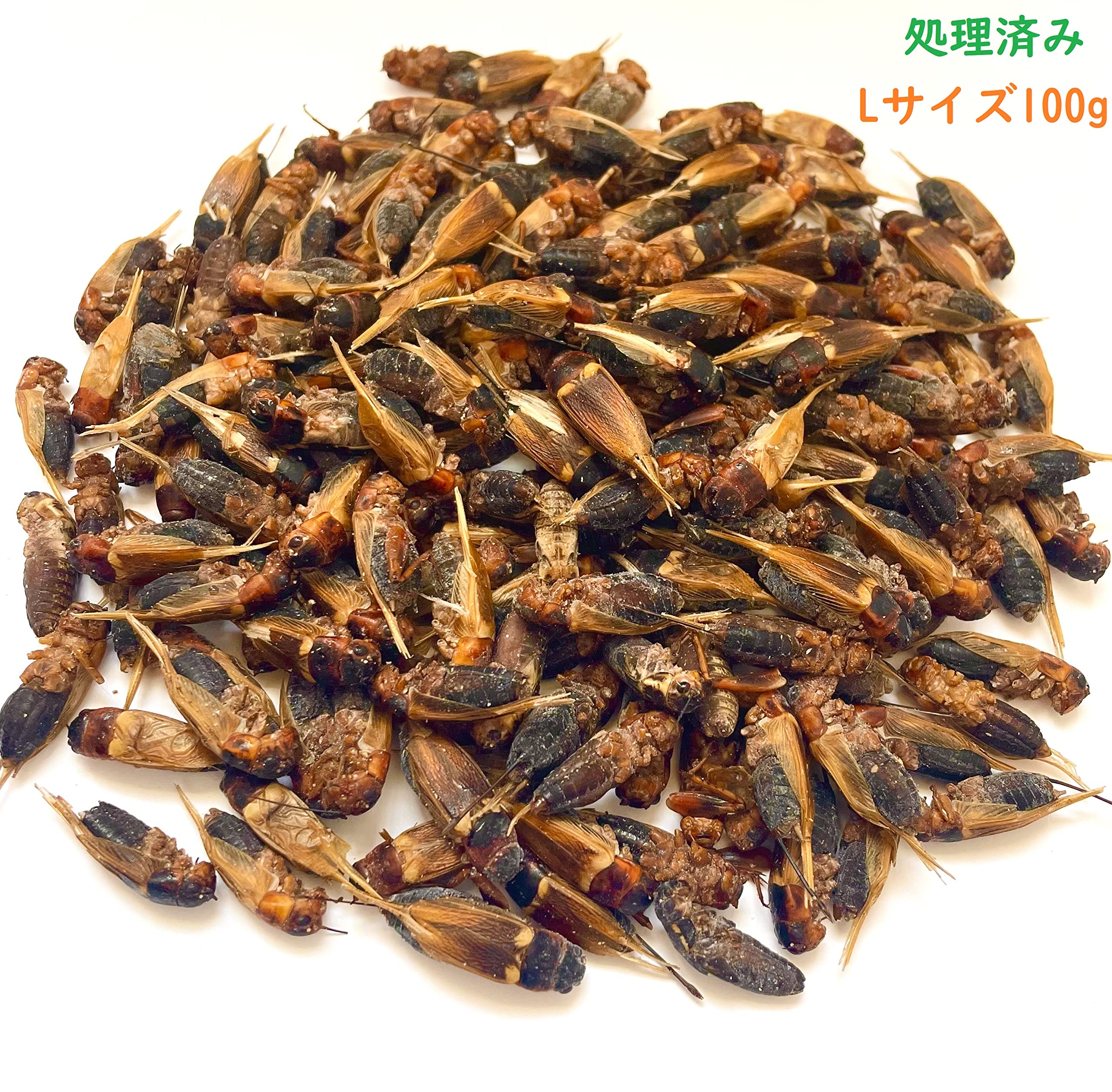 Amazon | 【Lサイズ処理済み】冷凍フタホシコオロギ 100g(約140～170匹