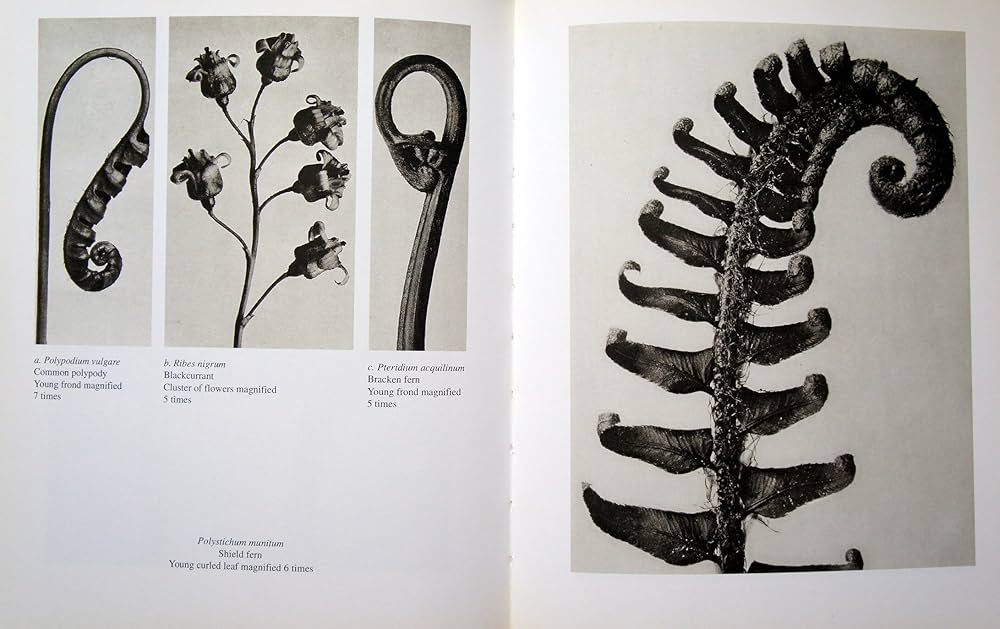Karl Blossfeldt 写真 | カール・ブロスフェルト |本 | 通販 | Amazon