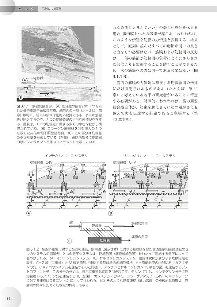 人体の張力ネットワーク 膜・筋膜―最新知見と治療アプローチ | Robert