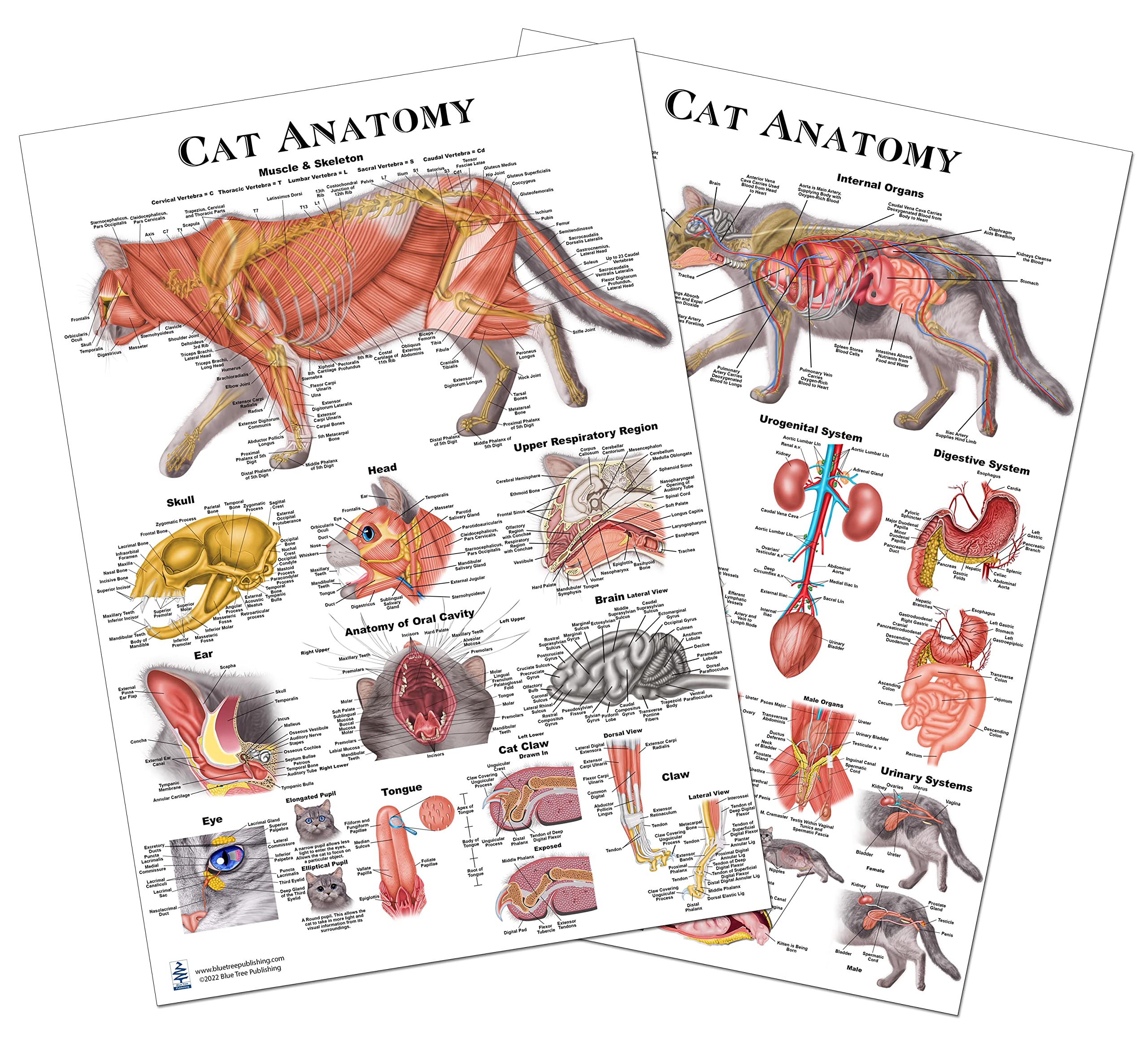 Amazon.com: Cat Anatomy Poster Set Veterinary Anatomy, Anatomy