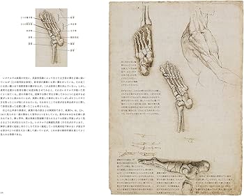 レオナルド・ダ・ヴィンチの「解剖手稿A」 人体の秘密にメスを入れた