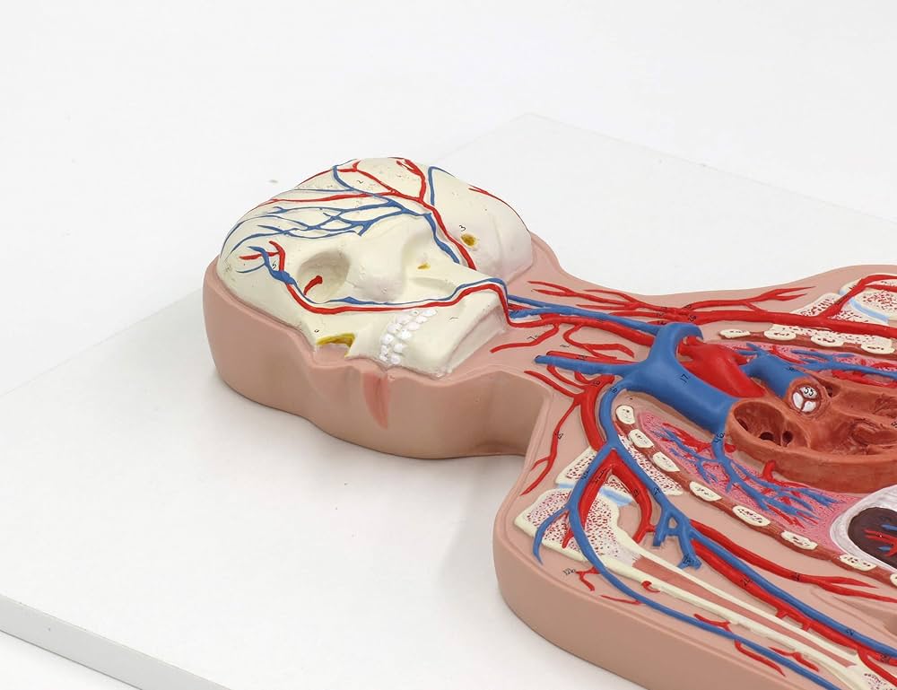 Amazon.co.jp: 全身の動脈・静脈の走行が一目で分かる模型です，血管系
