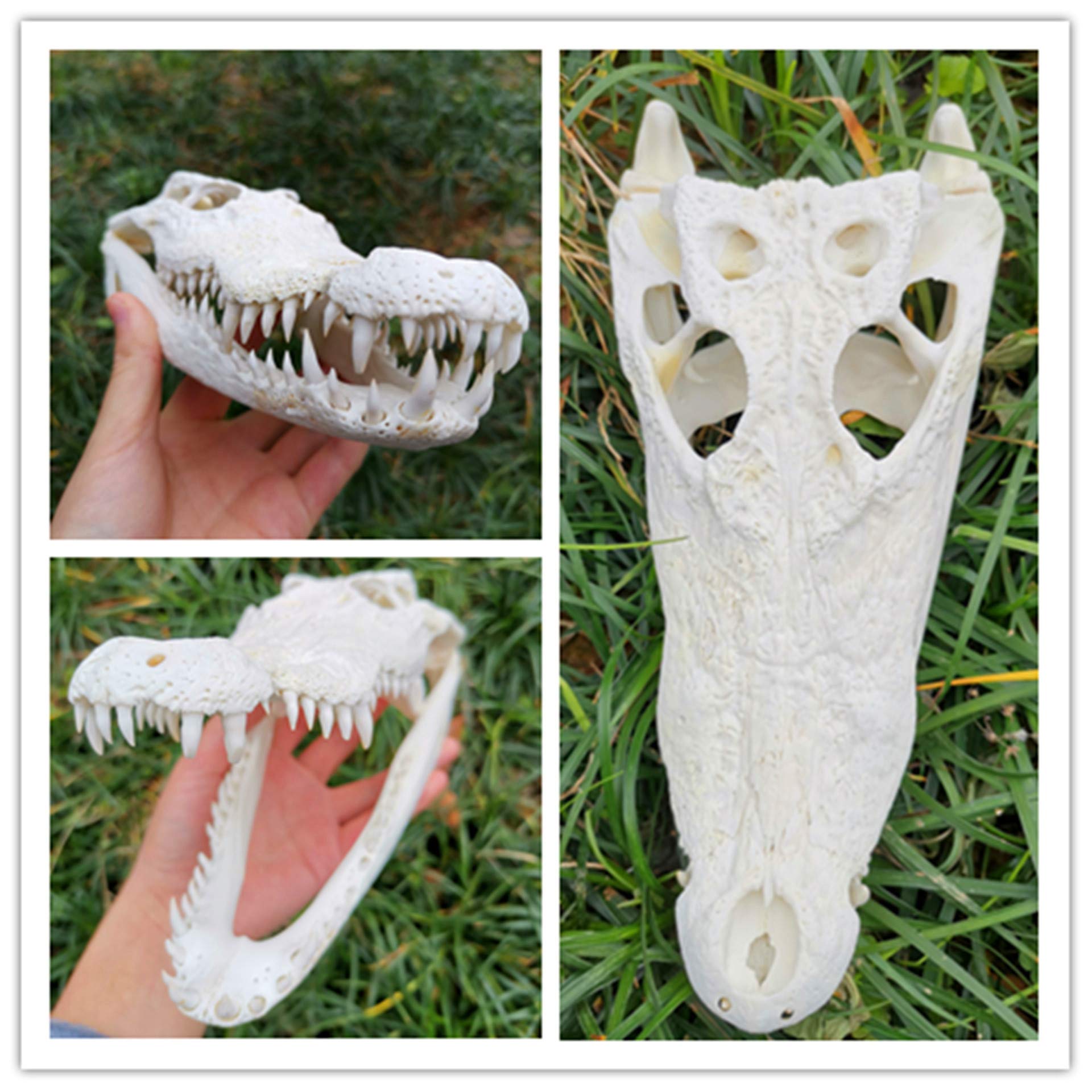 Amazon.co.jp: 100%真実な動物の頭蓋骨、ワニの頭蓋骨、骨の置物、医者