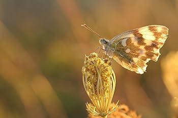 Amazon.co.jp: TAMRON 単焦点マクロレンズ SP 90mm F2.8 Di MACRO 1:1